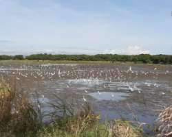 The wetland area is important for fishes and provides food and shelter to them. It also protects the shore area from floods. The area also attracts se